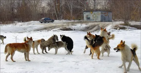 Бездомные собаки.