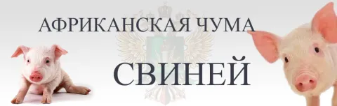 АЧС. Африканская чума свиней.