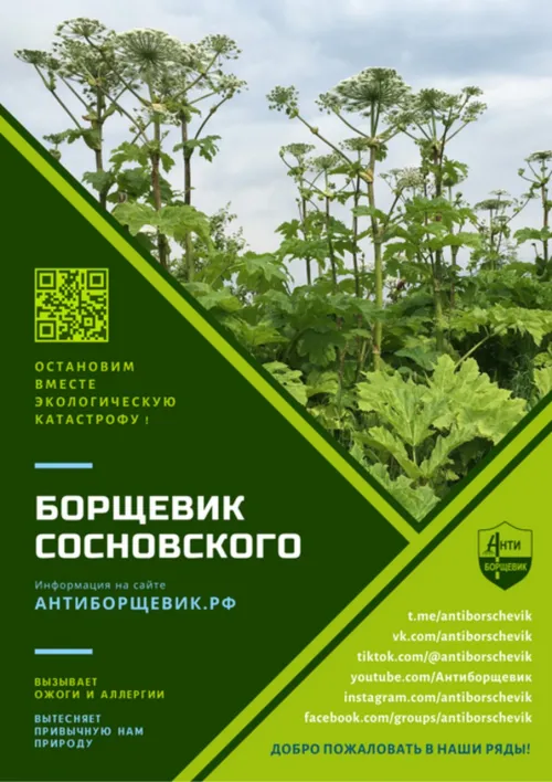Борщевик Сосновского.