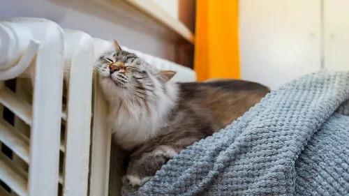 Кошка. Батарея. Отопительный сезоню. Тепло.